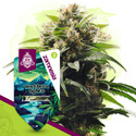 Northern Lights (Zamnesia Seeds) femminizzata