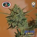 Blue Cheese Autofiorente (Big Buddha Seeds) femminizzata