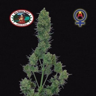 Blue Cheese Autofiorente (Big Buddha Seeds) femminizzata