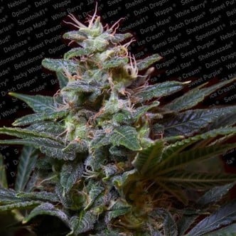 Sweet Purple (Paradise Seeds) femminizzata