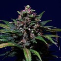 Sweet Purple (Paradise Seeds) femminizzata