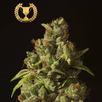 Rollex OG Kush (Devil's Harvest) femminizzata