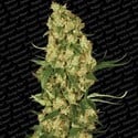 Wappa (Paradise Seeds) femminizzata