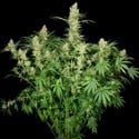 Wappa (Paradise Seeds) femminizzata