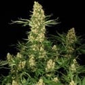 Wappa (Paradise Seeds) femminizzata