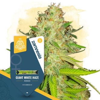 Giant White Haze (Zamnesia Seeds) femminizzata