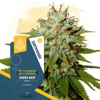 Choco Haze (Zamnesia Seeds) femminizzata