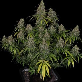 Choco Haze (Zamnesia Seeds) femminizzata
