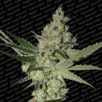 Acid (Paradise Seeds) femminizzata