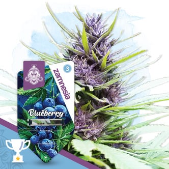 Blueberry Auto (Zamnesia Seeds) femminizzata