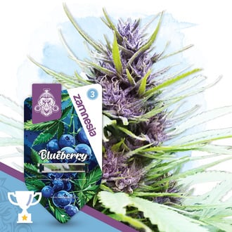 Blueberry Auto (Zamnesia Seeds) femminizzata