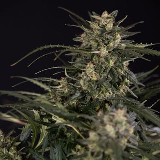 Northern Lights Auto (Zamnesia Seeds) femminizzata