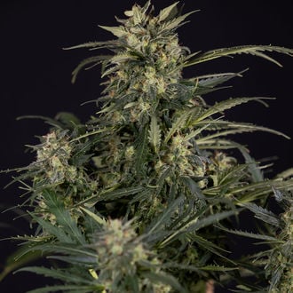 Northern Lights Auto (Zamnesia Seeds) femminizzata