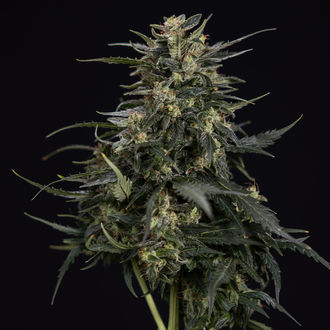 Northern Lights Auto (Zamnesia Seeds) femminizzata