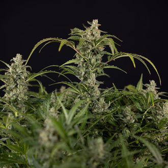 Northern Lights Auto (Zamnesia Seeds) femminizzata