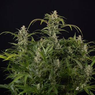 Northern Lights Auto (Zamnesia Seeds) femminizzata