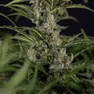 Northern Lights Auto (Zamnesia Seeds) femminizzata