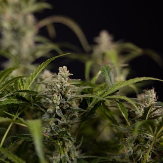 Northern Lights Auto (Zamnesia Seeds) femminizzata