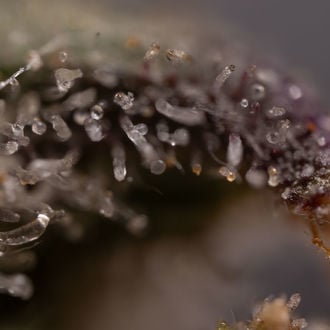 Northern Lights Auto (Zamnesia Seeds) femminizzata
