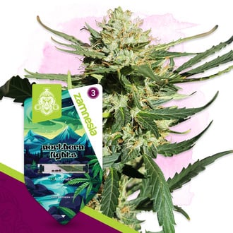 Northern Lights Auto (Zamnesia Seeds) femminizzata