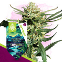 Northern Lights Auto (Zamnesia Seeds) femminizzata