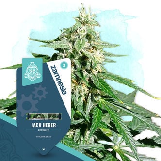 Jack Herer Automatic (Zamnesia Seeds) femminizzata