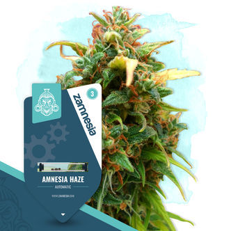 Amnesia Haze Automatica (Zamnesia Seeds) femminizzata