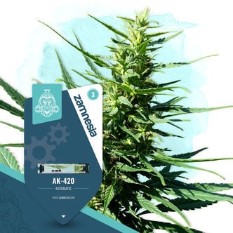 AK-420 Automatic (Zamnesia Seeds) femminizzata