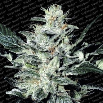 Sensi Star (Paradise Seeds) Femminizzata