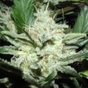 Sensi Star (Paradise Seeds) Femminizzata