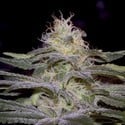 Sensi Star (Paradise Seeds) Femminizzata