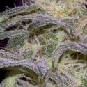 Sensi Star (Paradise Seeds) Femminizzata