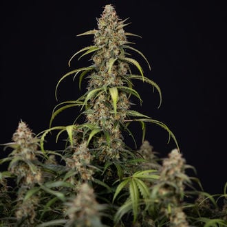 Sticky Beast Auto (Zamnesia Seeds) Femminizzata