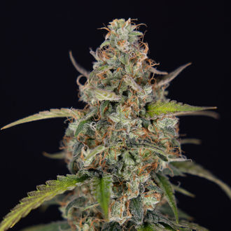 Sticky Beast Auto (Zamnesia Seeds) Femminizzata