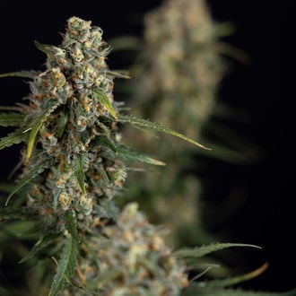 Sticky Beast Auto (Zamnesia Seeds) Femminizzata