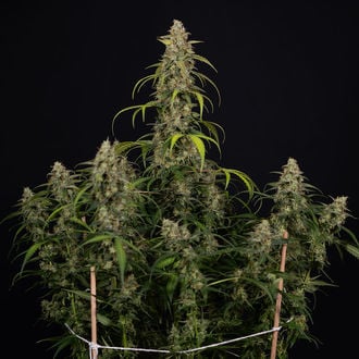 Sticky Beast Auto (Zamnesia Seeds) Femminizzata
