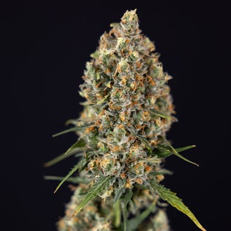 Sticky Beast Auto (Zamnesia Seeds) Femminizzata