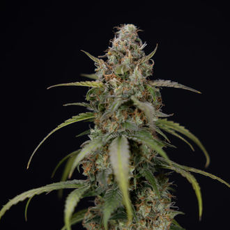 Sticky Beast Auto (Zamnesia Seeds) Femminizzata