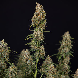 Sticky Beast Auto (Zamnesia Seeds) Femminizzata