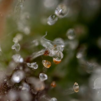 Sticky Beast Auto (Zamnesia Seeds) Femminizzata