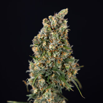 Sticky Beast Auto (Zamnesia Seeds) Femminizzata