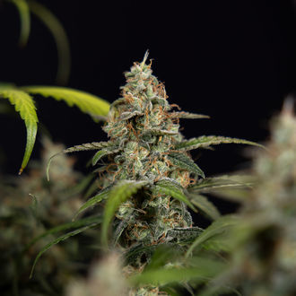 Sticky Beast Auto (Zamnesia Seeds) Femminizzata