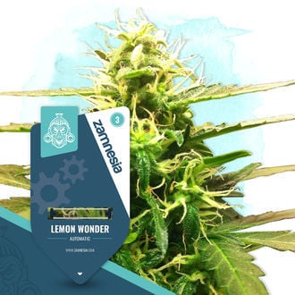 Lemon Wonder Automatic (Zamnesia Seeds) femminizzata