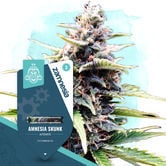 Amnesia Skunk Automatica (Zamnesia Seeds) femminizzata