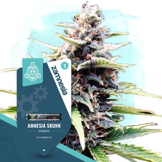 Amnesia Skunk Automatica (Zamnesia Seeds) femminizzata