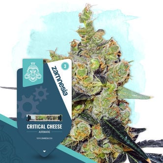 Critical Cheese Automatica (Zamnesia Seeds) femminizzata