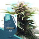 Diesel Automatic (Zamnesia Seeds) femminizzata