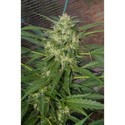 Pandora (Paradise Seeds) femminizzata