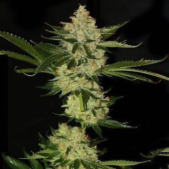 UnderDawg OG (T.H.Seeds) femminizzata