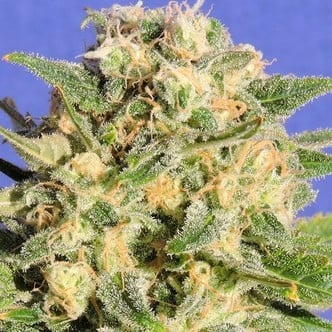 Auto Destroyer (Original Sensible Seeds) femminizzata